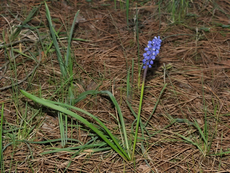 Muscari botryoides